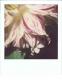 Selected Work From: Nobuyoshi Araki