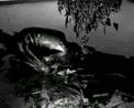 The Black, 2004
